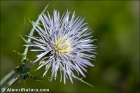 Galactites tomentosus