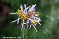 Galatella sedifolia