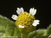 Galinsoga parviflora
