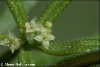 Galium aparine
subsp. spurium