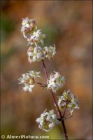 Galium estebanii