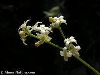Galium lucidum
ssp fruticescens