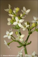 Galium lucidum