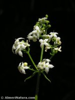 Galium mollugo
ssp erectum