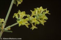 Galium pierredmondii