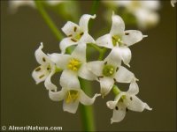 Galium pruinosum