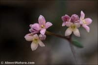 Galium rosellum