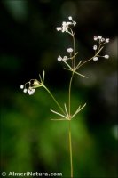 Galium setaceum
