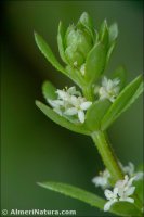 Galium verrucosum
