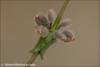Galium verticillatum