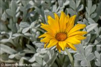 Gazania nivea
