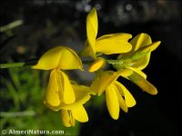 Genista florida