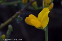 Genista jimenezii