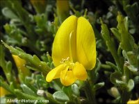 Genista pumila