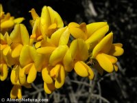 Genista scorpius