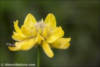 Genista umbellata
ssp equisetiformis