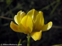Genista umbellata
