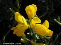 Genista versicolor