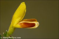 Genista versicolor