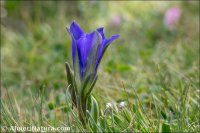 Gentiana pneumonanthe
subsp. depressa