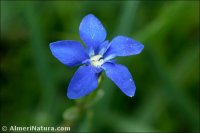 Gentiana sierrae
