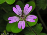 Geranium molle