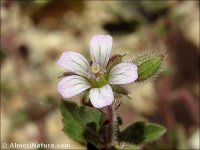 Geranium rotundifolium