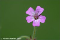 Geranium rotundifolium