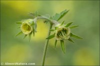 Geum heterocarpum