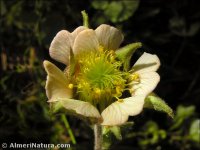 Geum rivale
