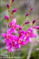 Gladiolus communis