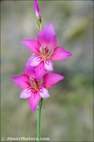 Gladiolus communis