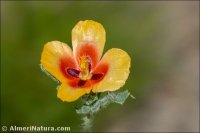 Glaucium corniculatum