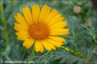 Glebionis coronaria