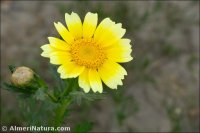 Glebionis coronaria