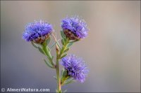 Globularia alypum
