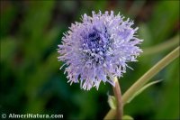 Globularia vulgaris