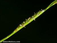 Glyceria declinata