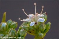 Gypsophila struthium