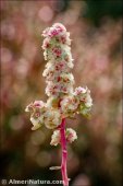 Halogeton sativus