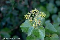 Hedera rhizomatifera