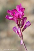 Hedysarum boveanum
ssp europaeum