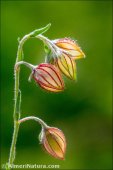 Helianthemum aegyptiacum