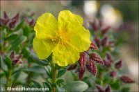 Helianthemum alypoides