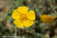 Helianthemum apenninum
ssp stoechadifolium