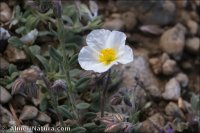 Helianthemum apenninum subsp. suffruticosum