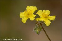 Helianthemum cinereum
subsp. guadiccianum