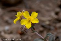 Helianthemum cinereum