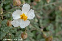 Helianthemum fontqueri