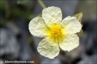 Helianthemum hirtum